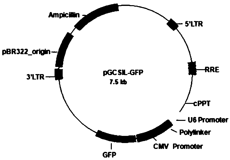 Application of CHAF1A (chromatin assembly factor 1 subunit A) inhibitor in gastric cancer therapeutic medicine preparation