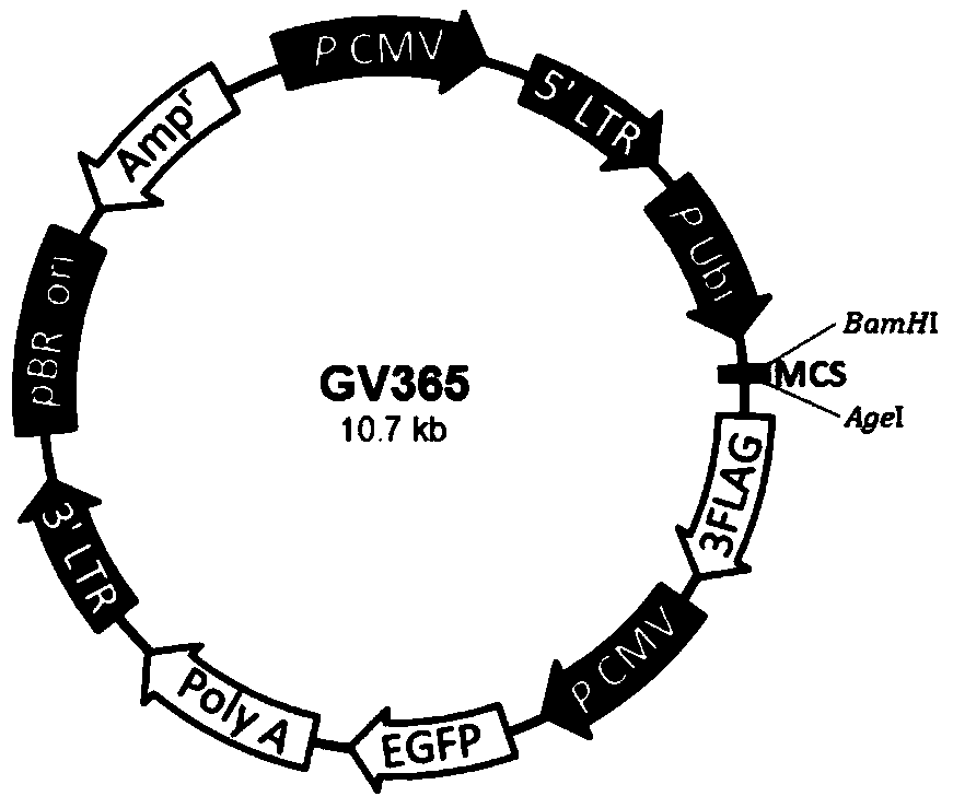 Application of CHAF1A (chromatin assembly factor 1 subunit A) inhibitor in gastric cancer therapeutic medicine preparation