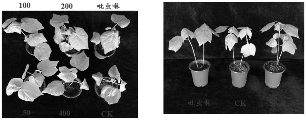 Application of 6-methylcoumarin in aphid killing agent and aphid killing agent