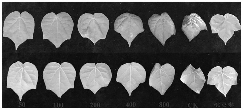 Application of 6-methylcoumarin in aphid killing agent and aphid killing agent