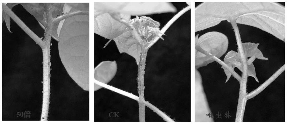 Application of 6-methylcoumarin in aphid killing agent and aphid killing agent