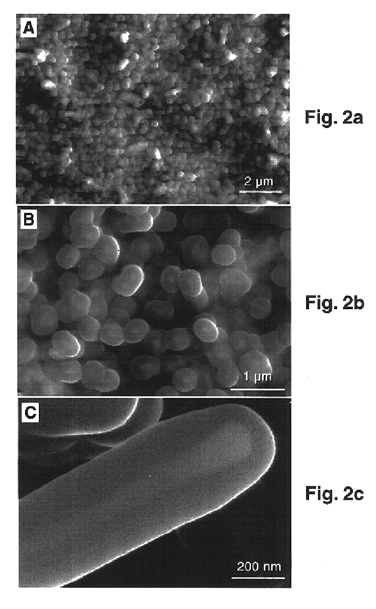 Method of making carbon nanotubes on a substrate