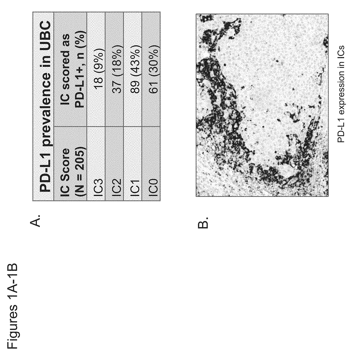 Therapeutic and diagnostic methods for cancer