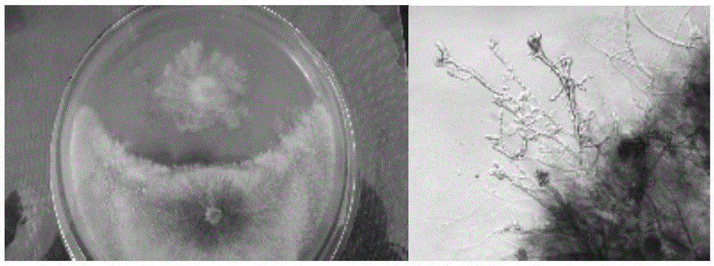 Bacterial strain and microbial agent for preventing and curing apple tree rotten diseases and preparation method of microbial agent