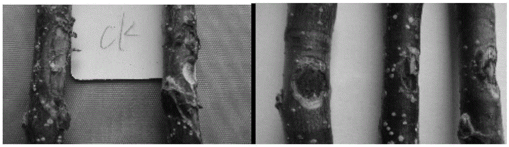 Bacterial strain and microbial agent for preventing and curing apple tree rotten diseases and preparation method of microbial agent