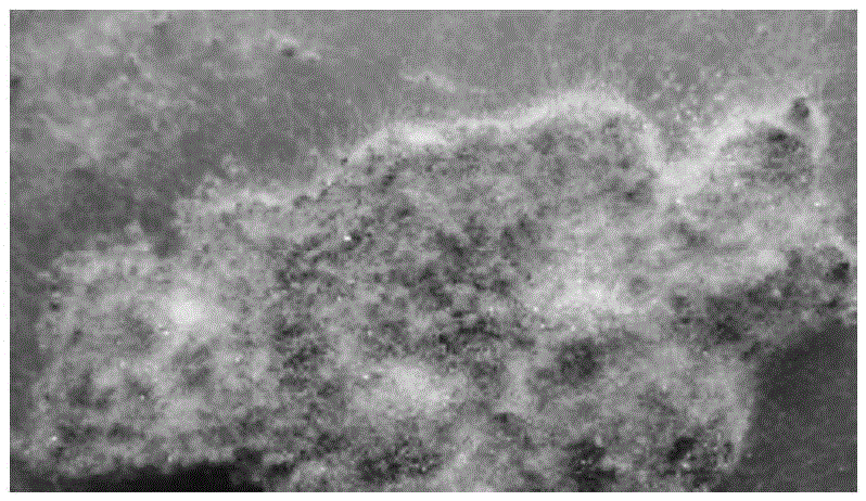 Bacterial strain and microbial agent for preventing and curing apple tree rotten diseases and preparation method of microbial agent