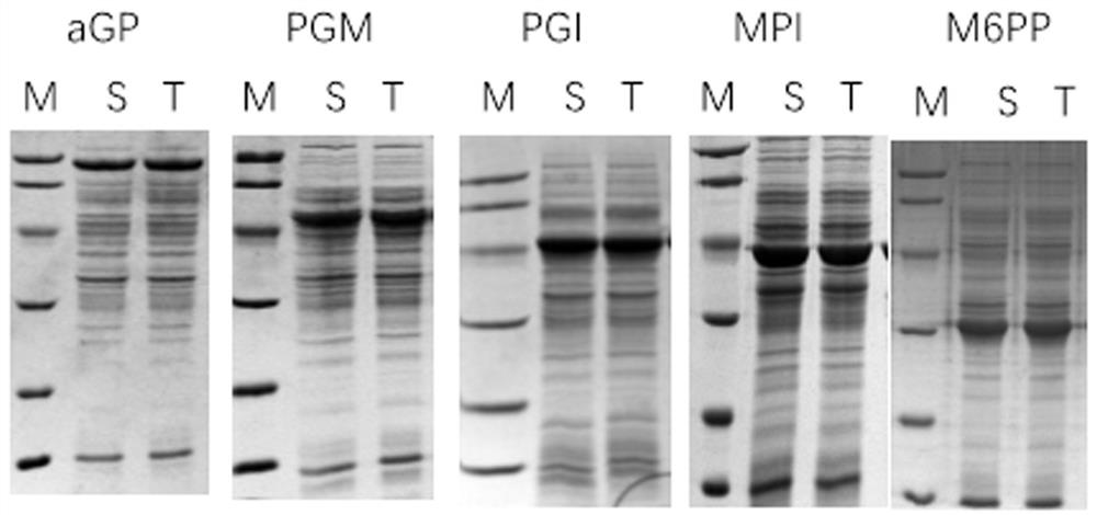 A preparation method and application of immobilized cells for mannose production