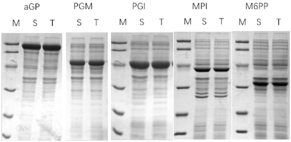 A preparation method and application of immobilized cells for mannose production