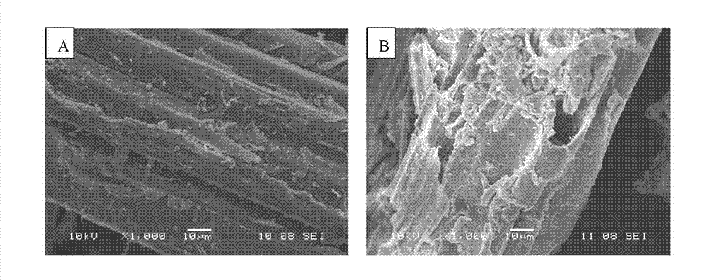 Method for refining sugar by rapidly degrading reed fibers