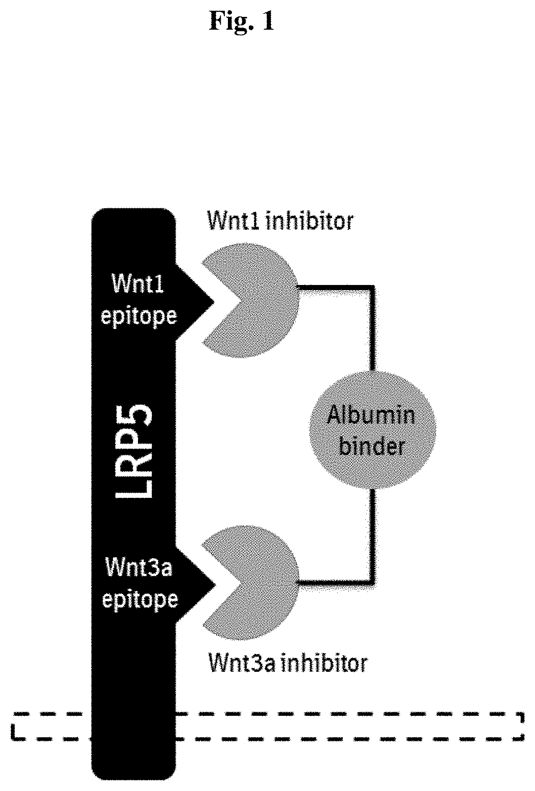 Polypeptides antagonizing wnt signaling in tumor cells