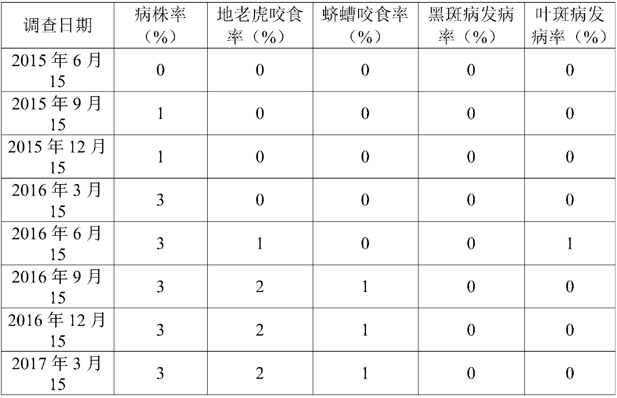 Method for interplanting mint and chinaberry to prevent and control polygonatum sibiricum diseases and pests