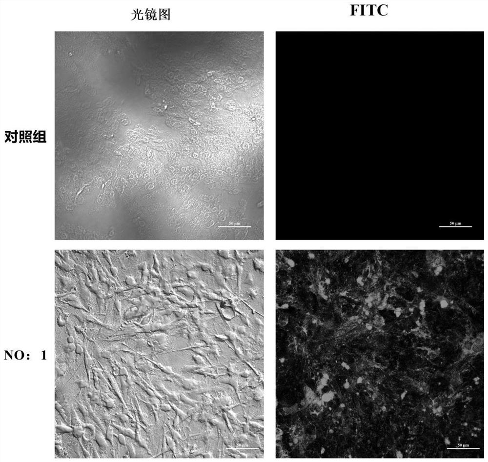 Nucleic acid aptamer specifically recognizing neuronecrosis virus derived from pompano ovata and its application