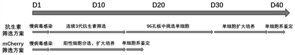 Detection method of content of neutralizing antibody of adeno-associated virus and construction method of cell line