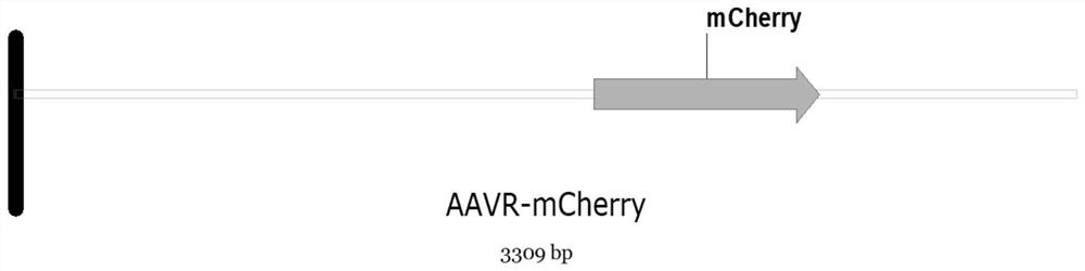 Detection method of content of neutralizing antibody of adeno-associated virus and construction method of cell line