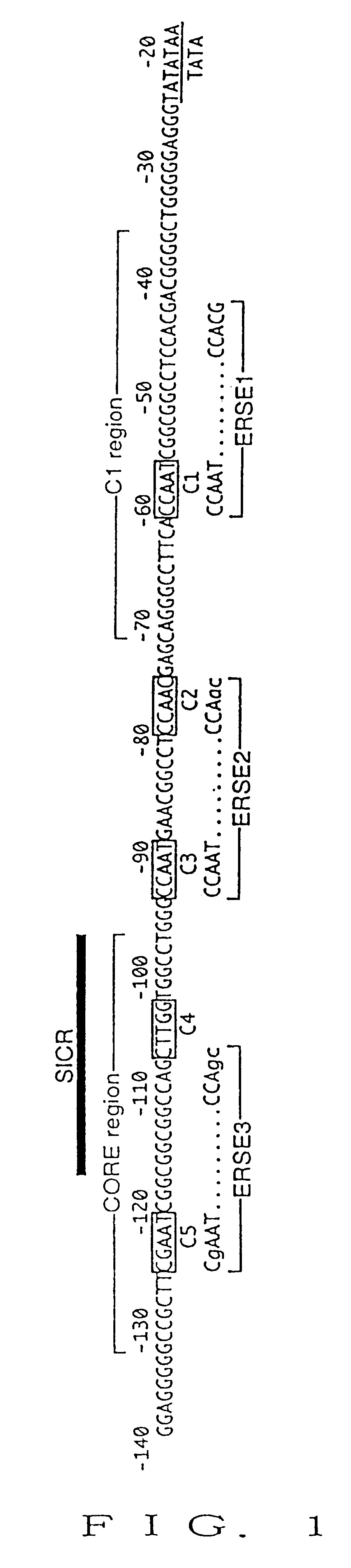 Isolated nucleic acids encoding activated and suppressive forms of ATF6