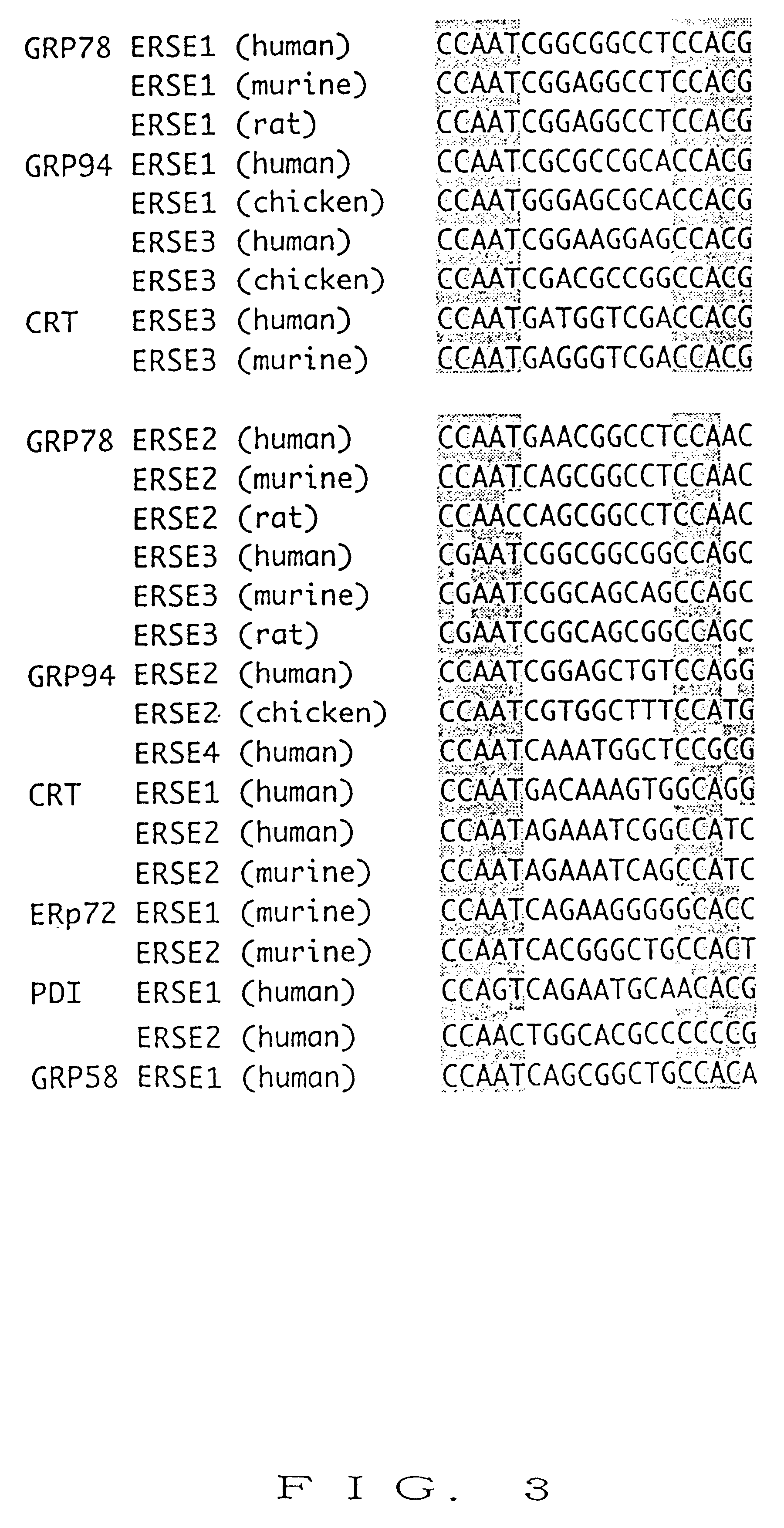 Isolated nucleic acids encoding activated and suppressive forms of ATF6