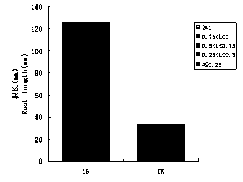 Endophytic fungus promoting casuarina equisetifolia root system growth effect