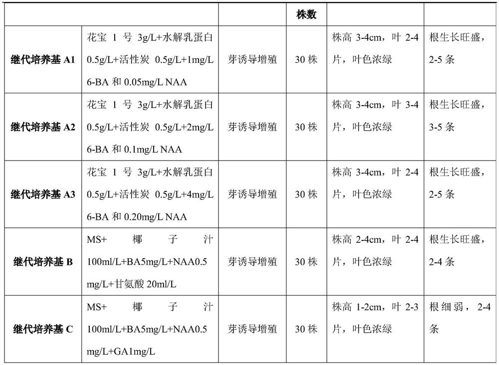 Mycorrhizal seedling raising method for Rhynchostylis gigantea(Lindl .)Ridl