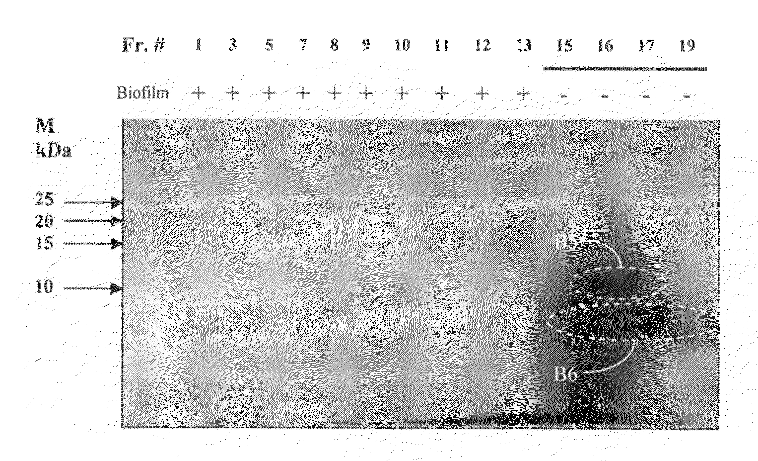 Compositions & methods for activation and inhibition of Staphylococcus aureus biofilm development