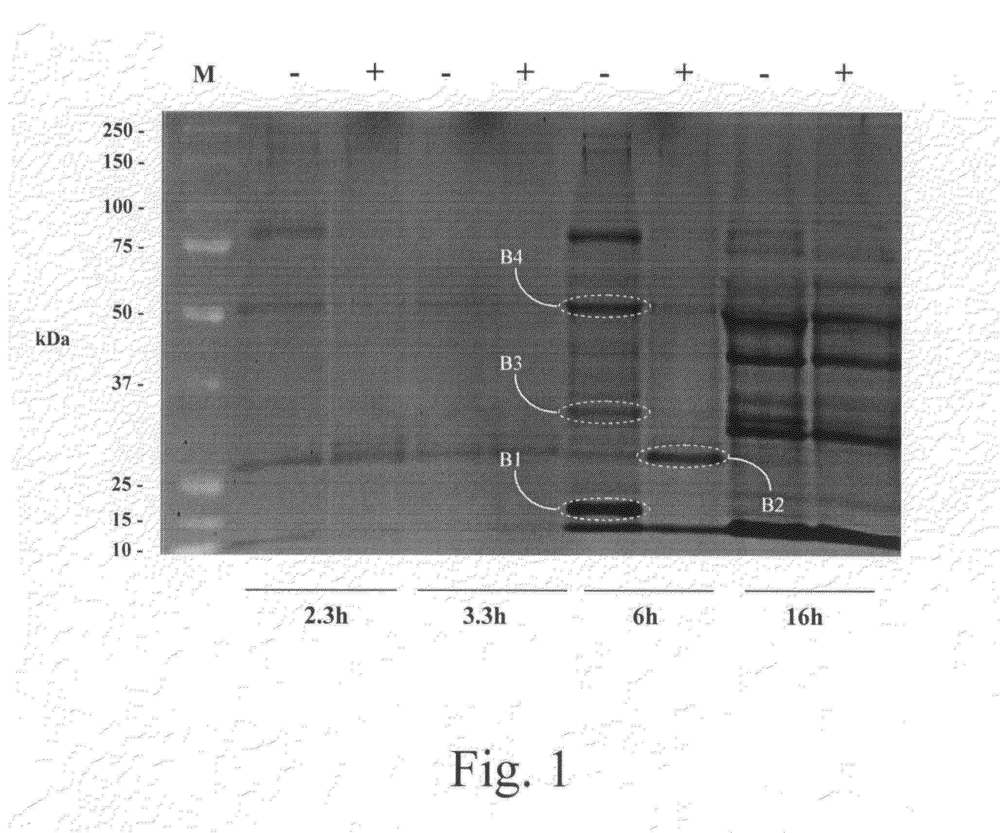 Compositions & methods for activation and inhibition of Staphylococcus aureus biofilm development