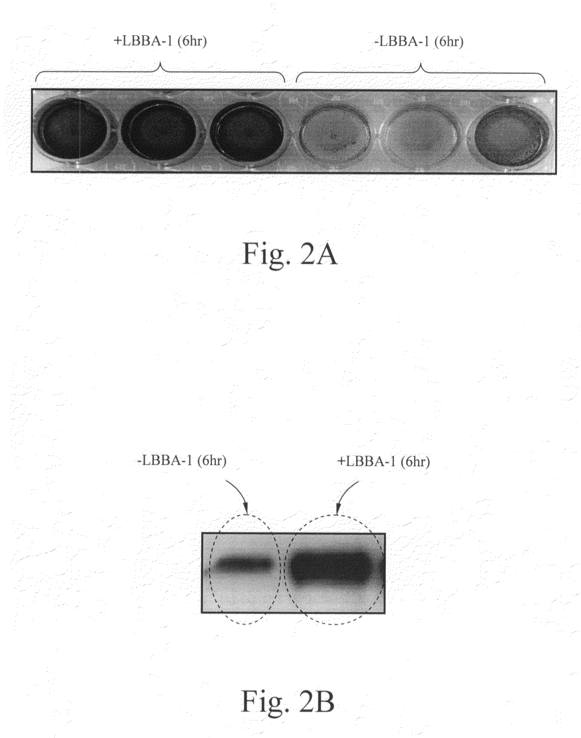 Compositions & methods for activation and inhibition of Staphylococcus aureus biofilm development