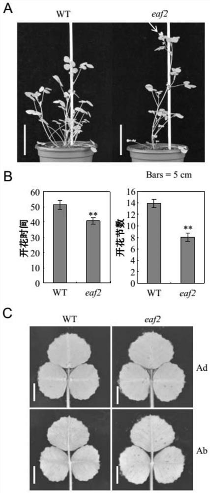 Method for cultivating transgenic plant with reduced anthocyanin content and delayed flowering time