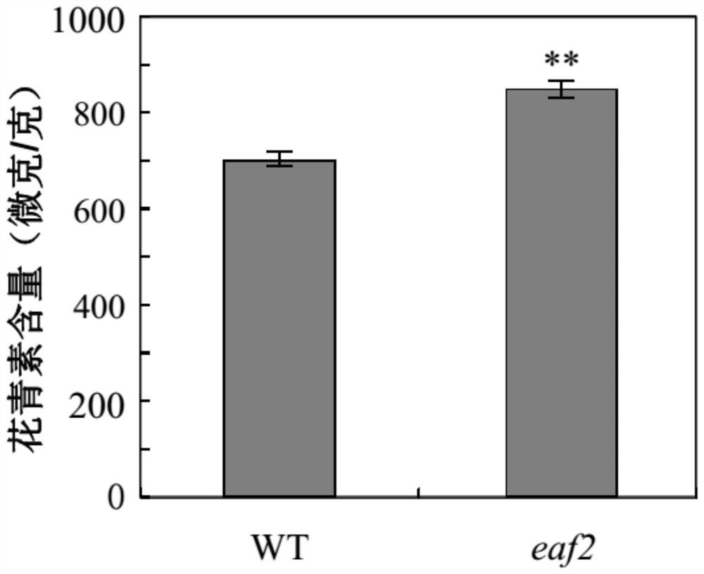 Method for cultivating transgenic plant with reduced anthocyanin content and delayed flowering time