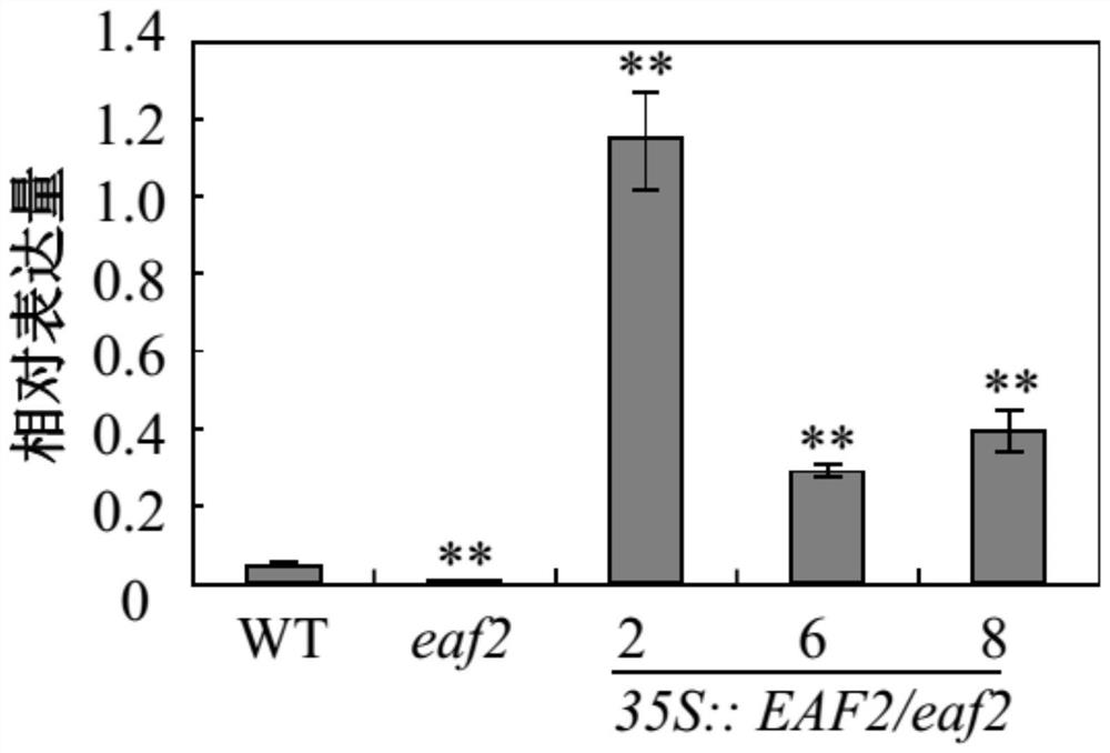 Method for cultivating transgenic plant with reduced anthocyanin content and delayed flowering time