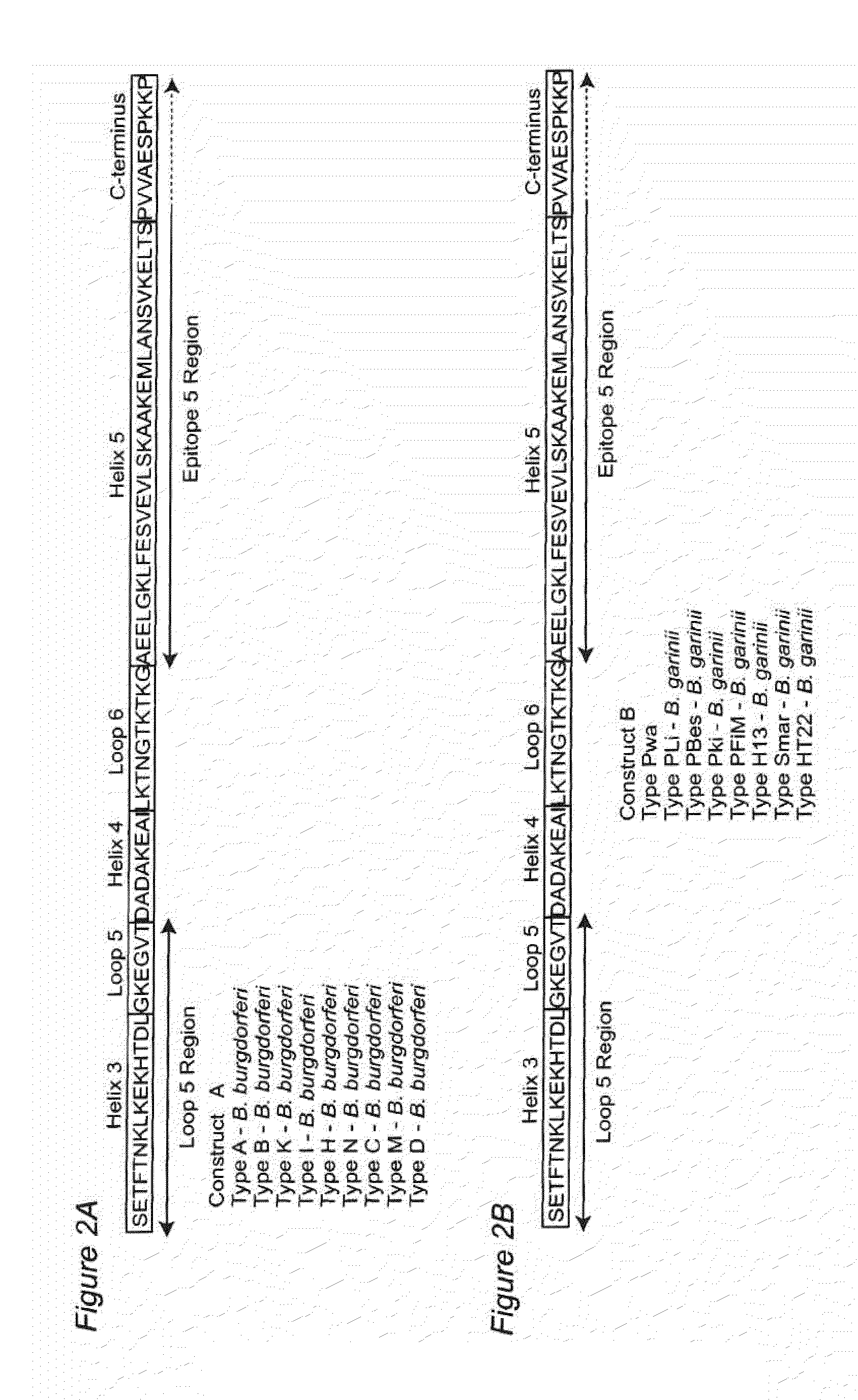 Lyme disease vaccine