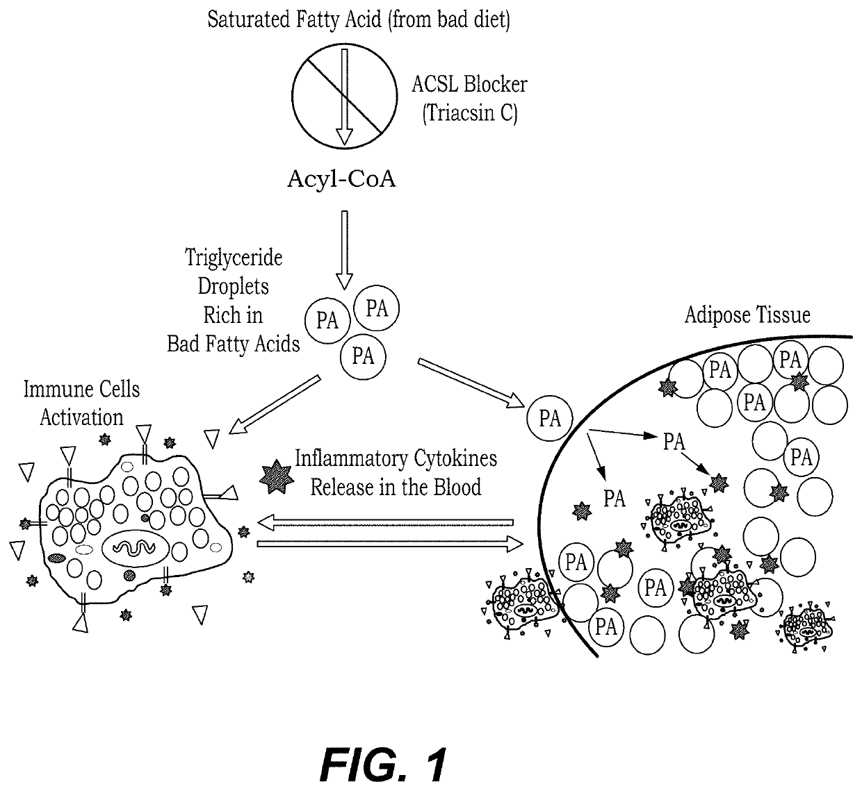 Method of treating postprandial inflammation and preventing weight gain