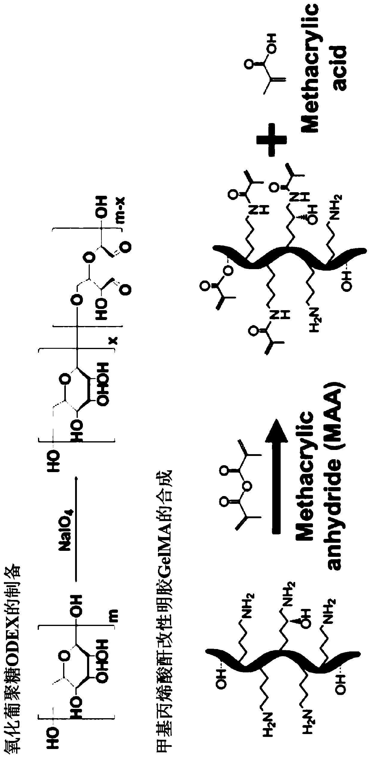 GelMA-oxidized dextran double-network hydrogel and preparation method thereof