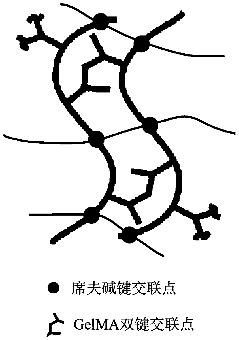 GelMA-oxidized dextran double-network hydrogel and preparation method thereof