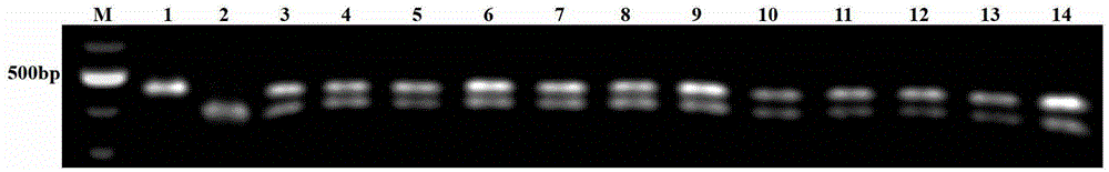 Method for identification of purity of two-line hybrid rice seed