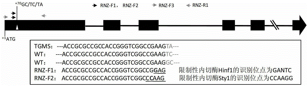 Method for identification of purity of two-line hybrid rice seed