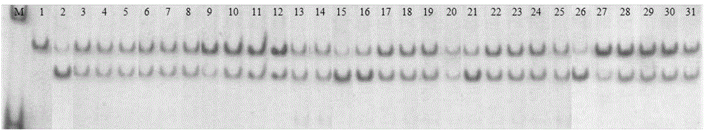 Method for identification of purity of two-line hybrid rice seed