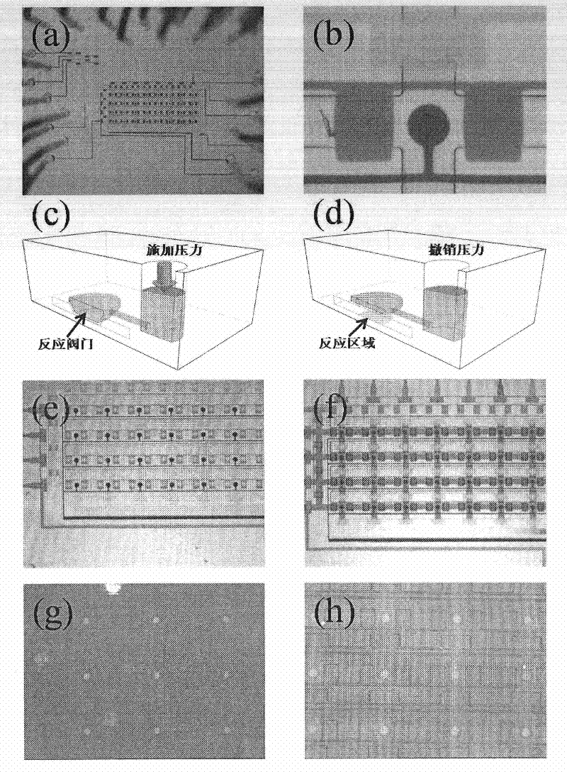 Microfluidic chip capable of being used for enzyme-linked immunoassay