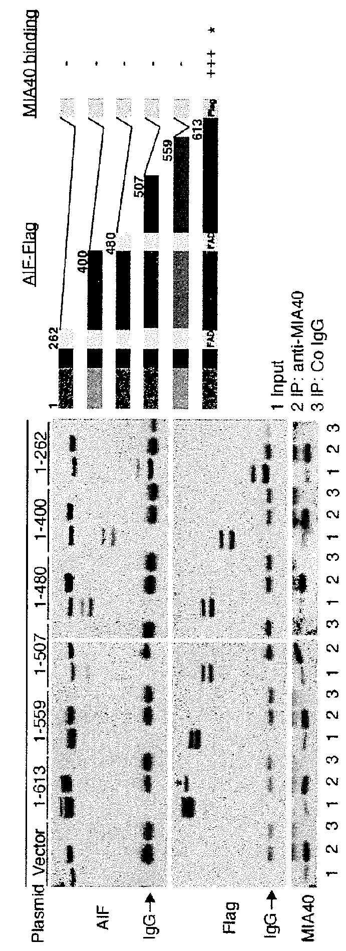 Methods for Treating Mitochondrial Disorders and Neurodegenerative Disorders