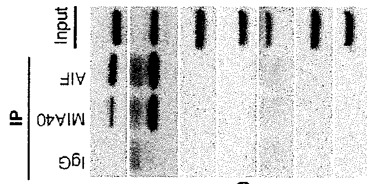 Methods for Treating Mitochondrial Disorders and Neurodegenerative Disorders