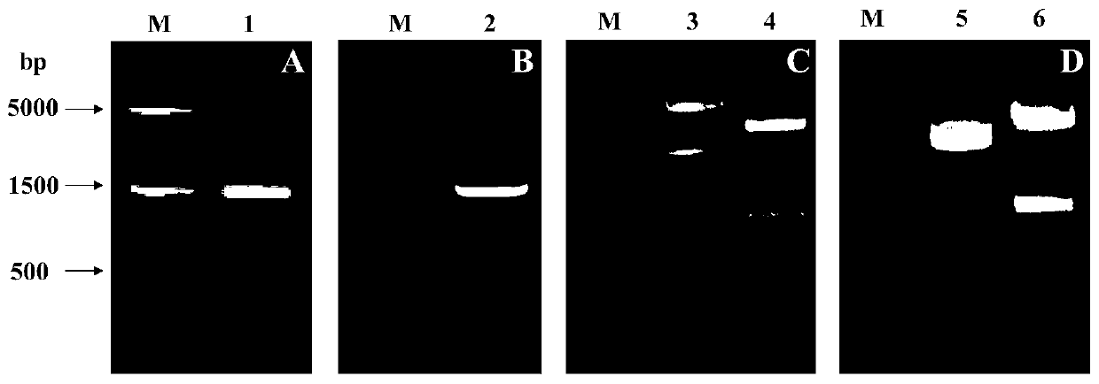 Tyrosine ammonia lyase recombinant bacterium and construction method and application thereof, and tyrosine ammonia lyase and preparation method and application thereof