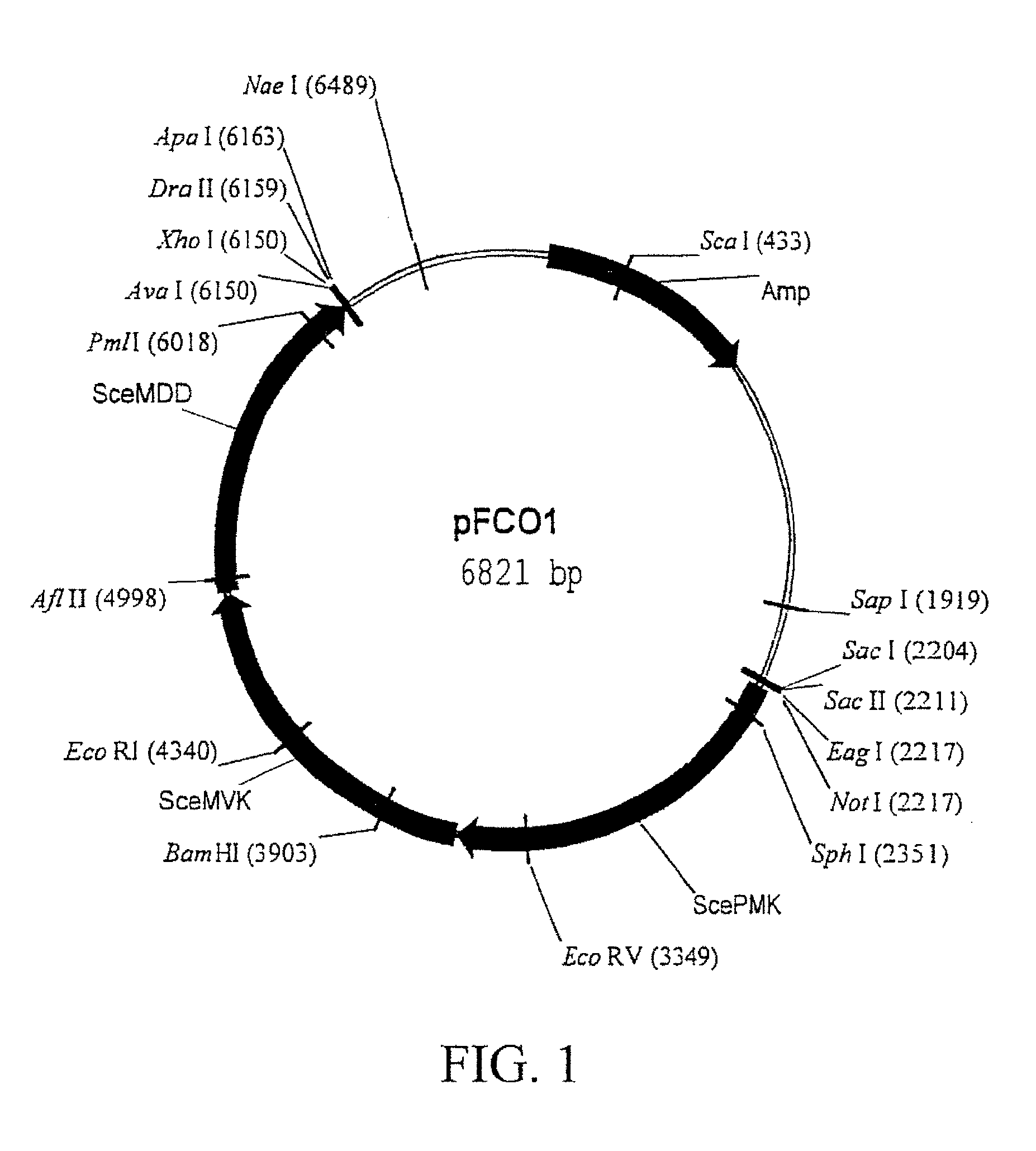 Gene positioning system for plastidic transformation and products thereof