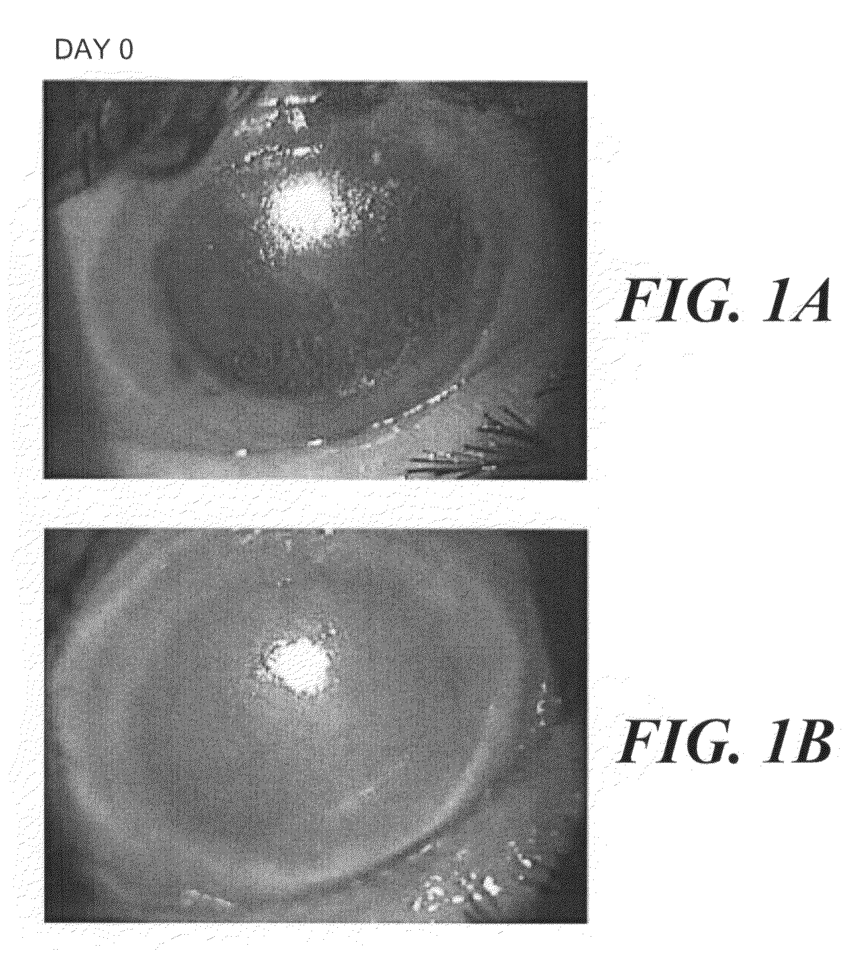 Use of a human amniotic membrane composition for prophylaxis and treatment of diseases and conditions of the eye and skin