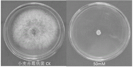 Application of nicotinamide for preparing fungicide used for controlling plant diseases caused by pathogenic fungi