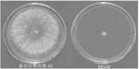 Application of nicotinamide for preparing fungicide used for controlling plant diseases caused by pathogenic fungi