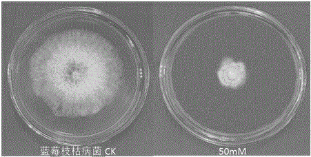 Application of nicotinamide for preparing fungicide used for controlling plant diseases caused by pathogenic fungi