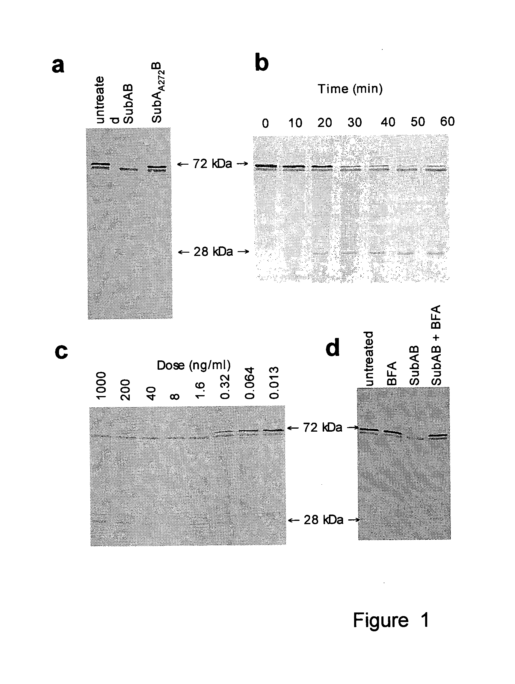 Cleavage of bip by subtilase cytotoxin