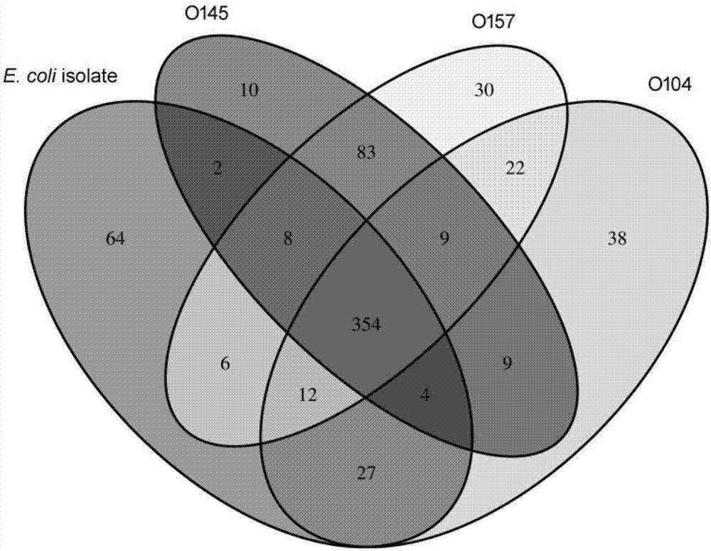 Whole genome sequencing analysis method of pigling diarrhoea Escherichia coli