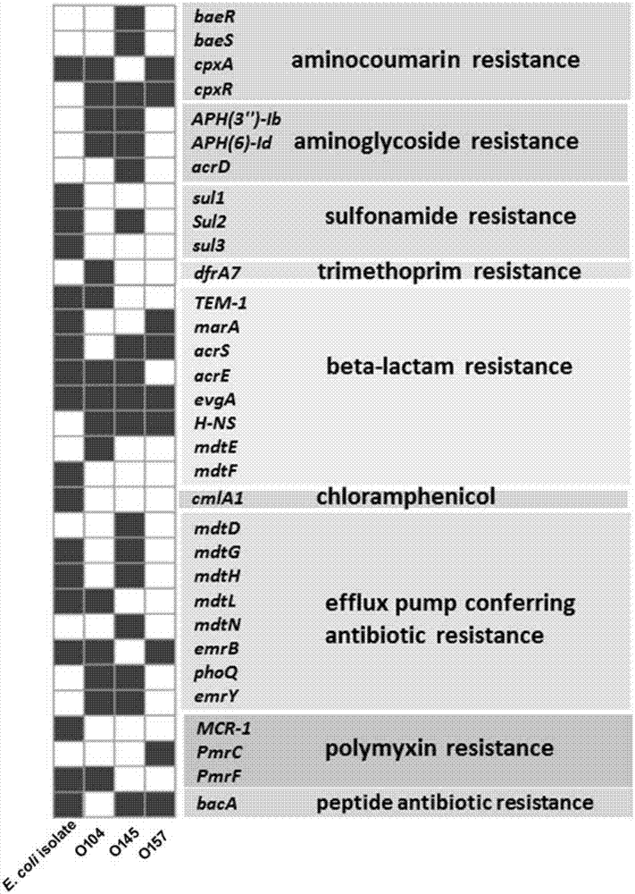 Whole genome sequencing analysis method of pigling diarrhoea Escherichia coli