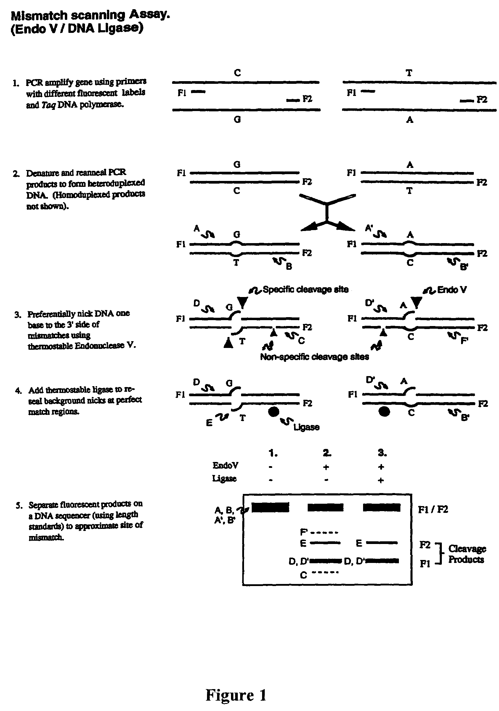 Detection of nucleic acid differences using combined endonuclease cleavage and ligation reactions