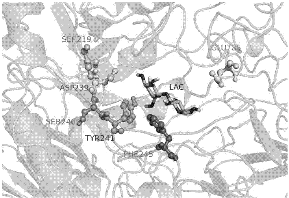 Beta-galactosidase mutant with high transglycosylation activity and preparation method and application thereof