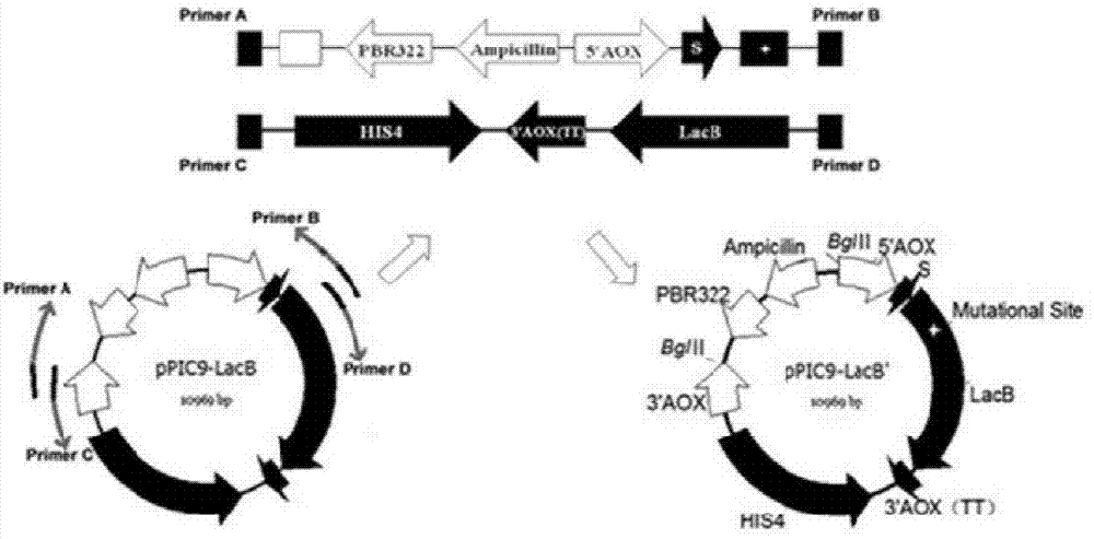 Beta-galactosidase mutant with high transglycosylation activity and preparation method and application thereof